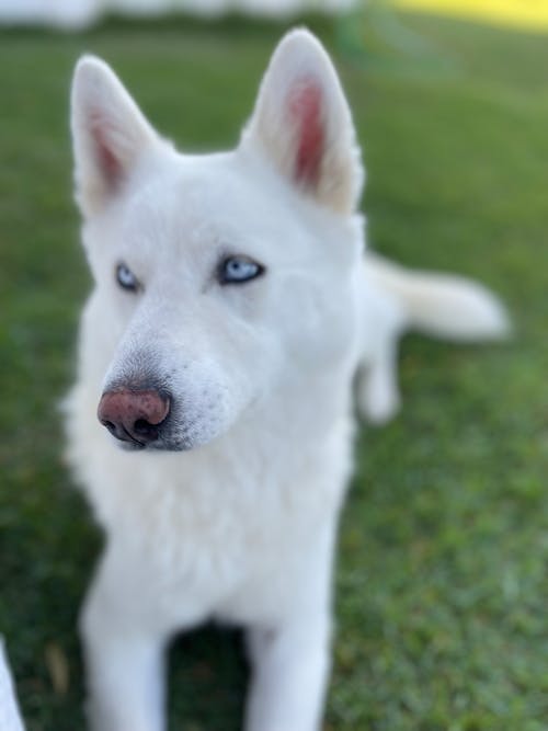 Free stock photo of siberian husky