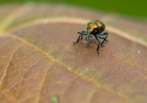 Close-up of an Insect on a Leaf 
