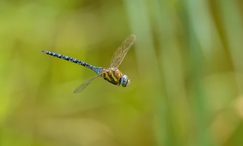 Clos-up of a Flying Dragonfly 