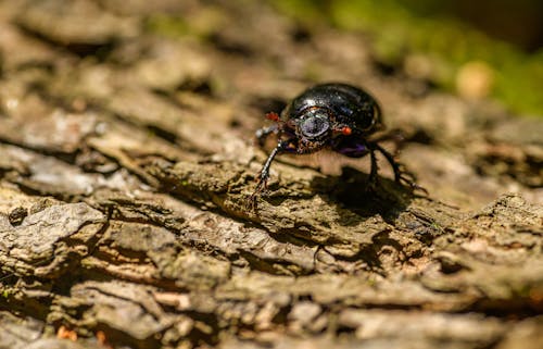 Foto d'estoc gratuïta de animal, beetle, enfocament selectiu
