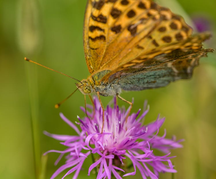 Brown Spotted Butterfly Sitting On Purple Flower