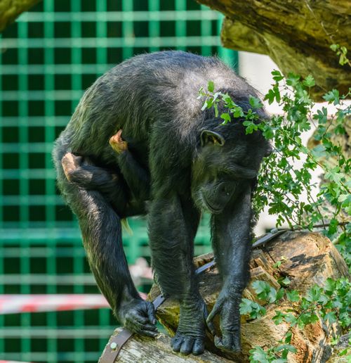 Free A chimpanzee carries its baby while standing on a wooden log in a zoo environment. Stock Photo