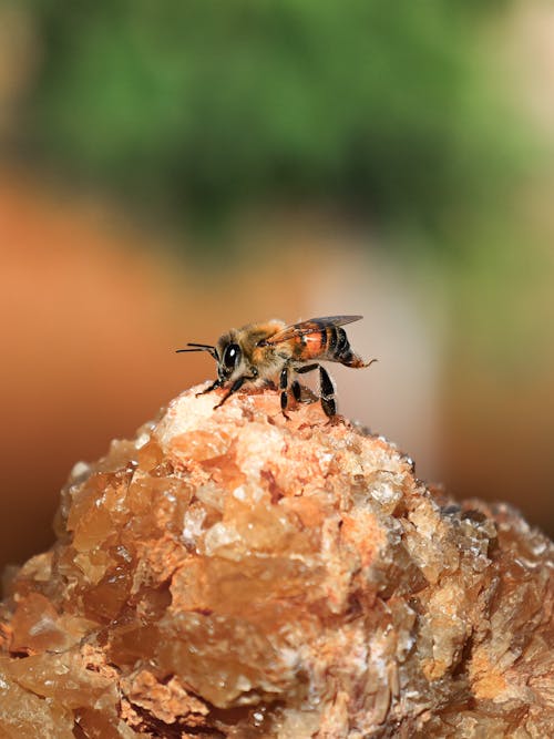 A bee on top of some rocks with a blurry background