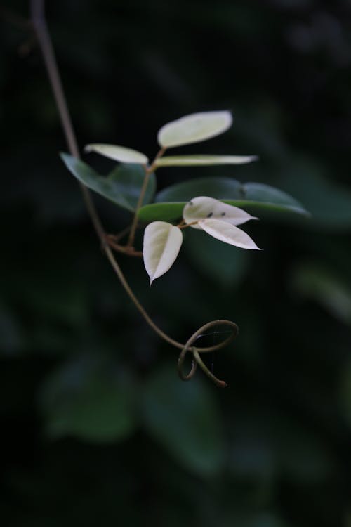 White and Green Leaves on Branch