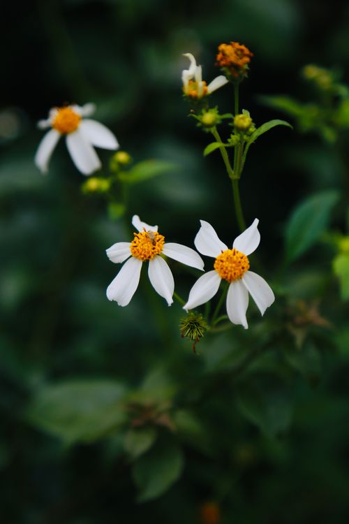Free A delicate close-up of white wildflowers with yellow centers in natural greenery. Stock Photo