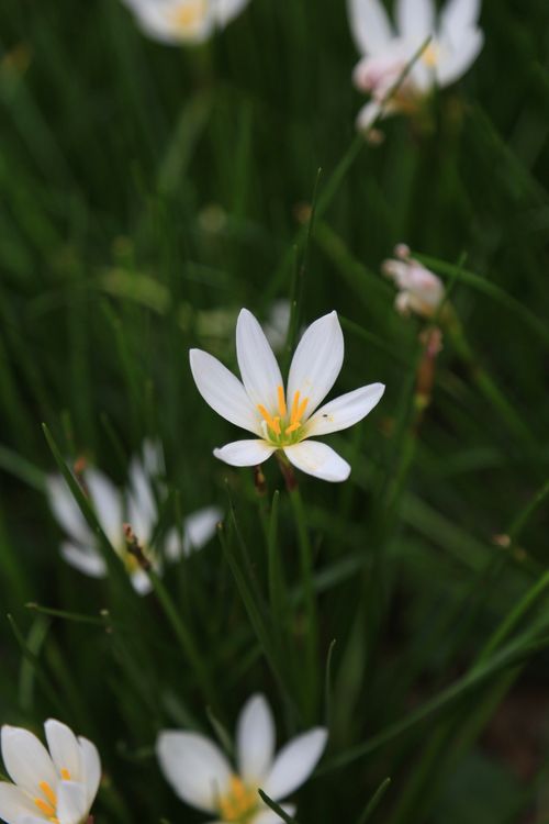 Free Beautiful close-up of a white rain lily flower with fresh green grass in the background, showcasing nature's elegance. Stock Photo