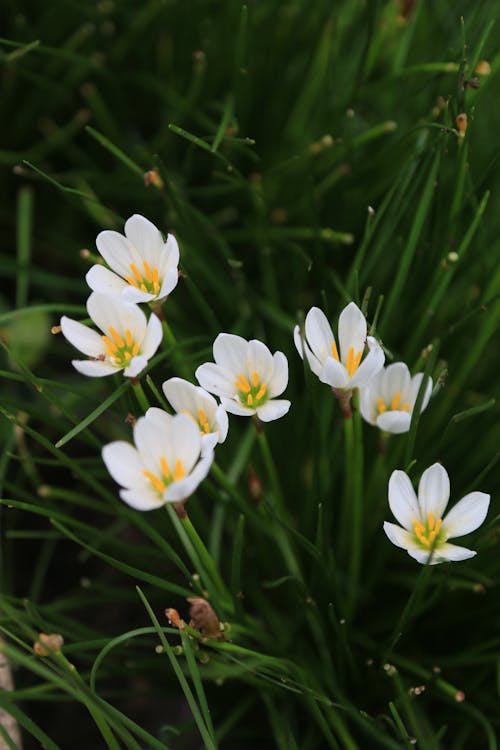 Gratis stockfoto met bloeiend, bloemen, gele meeldraden