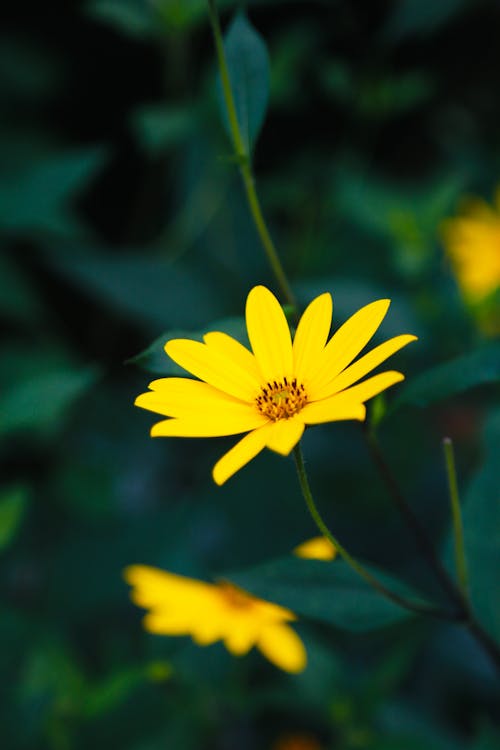 Close-up of a Yellow Flower 