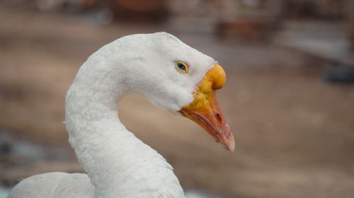 Free Detailed close-up of a white goose with a yellow beak and blue eyes in natural setting. Stock Photo