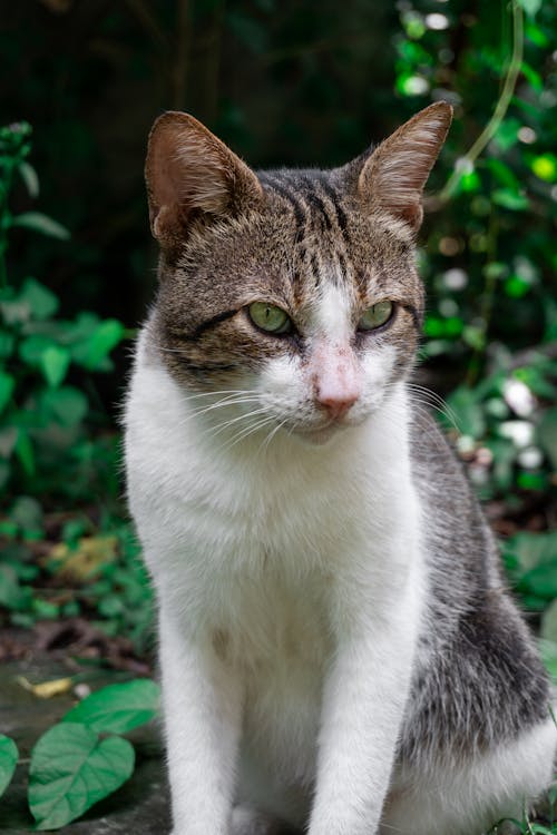 Portrait of Sitting Cat