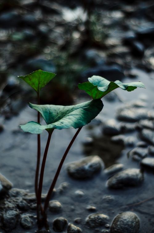 Free Vivid imagery of green leaves on stems, growing in a rocky, moist environment. Stock Photo