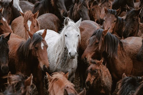 A White Horse among Brown Horses 
