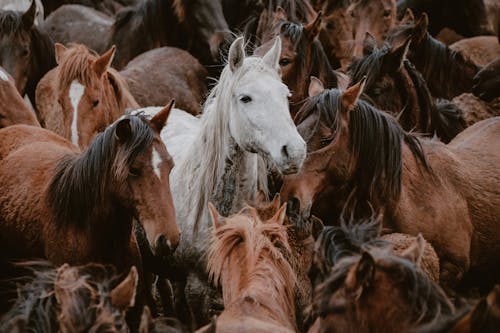 Fotos de stock gratuitas de animales, caballo blanco, caballos