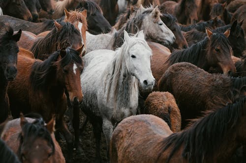 Základová fotografie zdarma na téma bílý kůň, hnědé koně, hřiště
