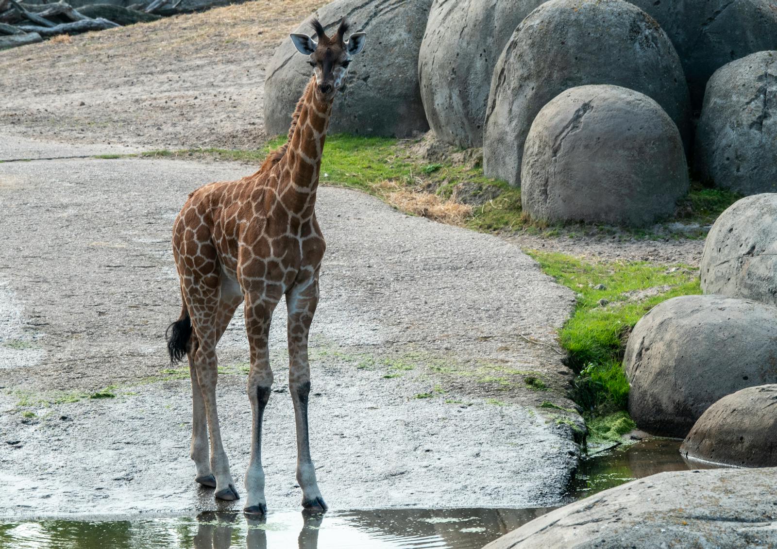 Baby Giraffe Photos, Download The BEST Free Baby Giraffe Stock Photos & HD Images