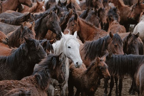 A White Horse among Brown Horses on a Field 