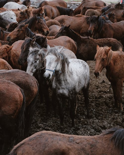 Fotos de stock gratuitas de animales, caballo blanco, caballos