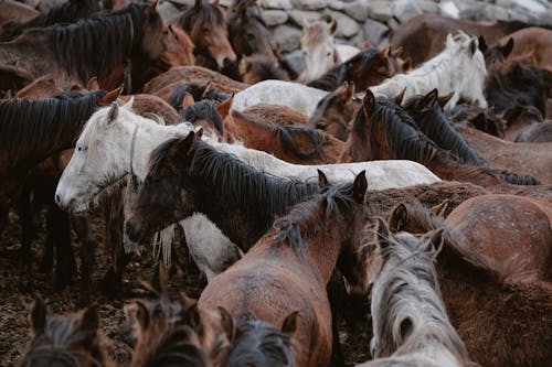 Foto profissional grátis de animais, área, cavalos