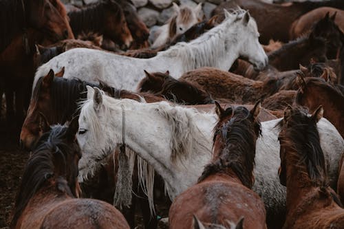 White and Brown Horses on a Field 