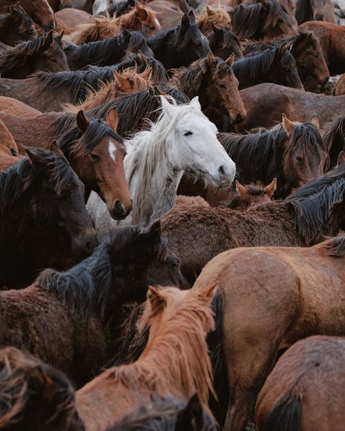 Základová fotografie zdarma na téma bílý kůň, hnědé koně, hřiště