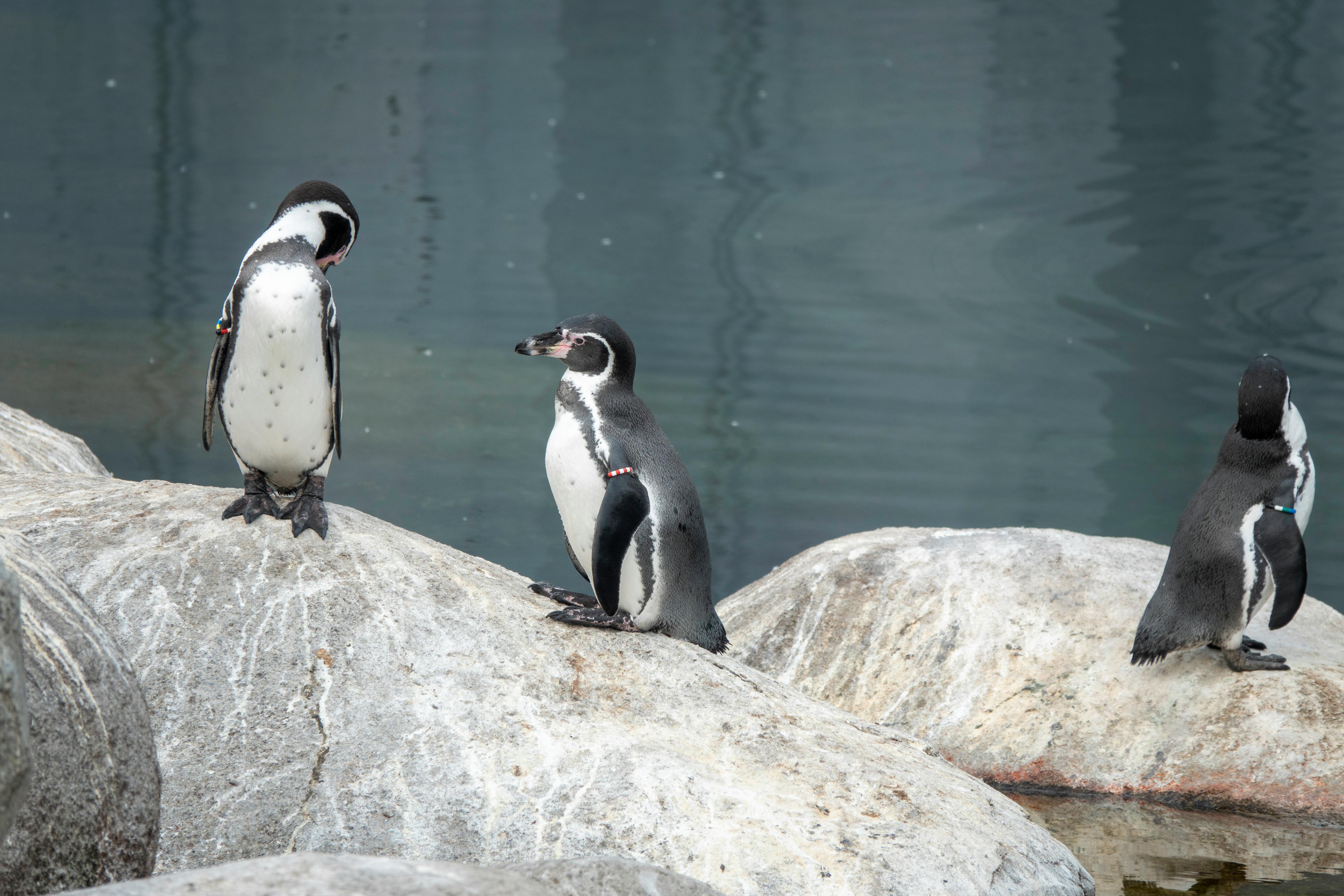 Penguin Highway — Boulders to Cape Point