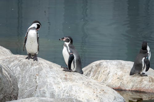 Humboldt Penguins Walking on Rocks in Zoo Enclosure