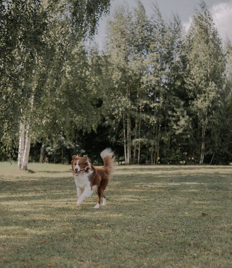 Cute Dog Walking On The Grass