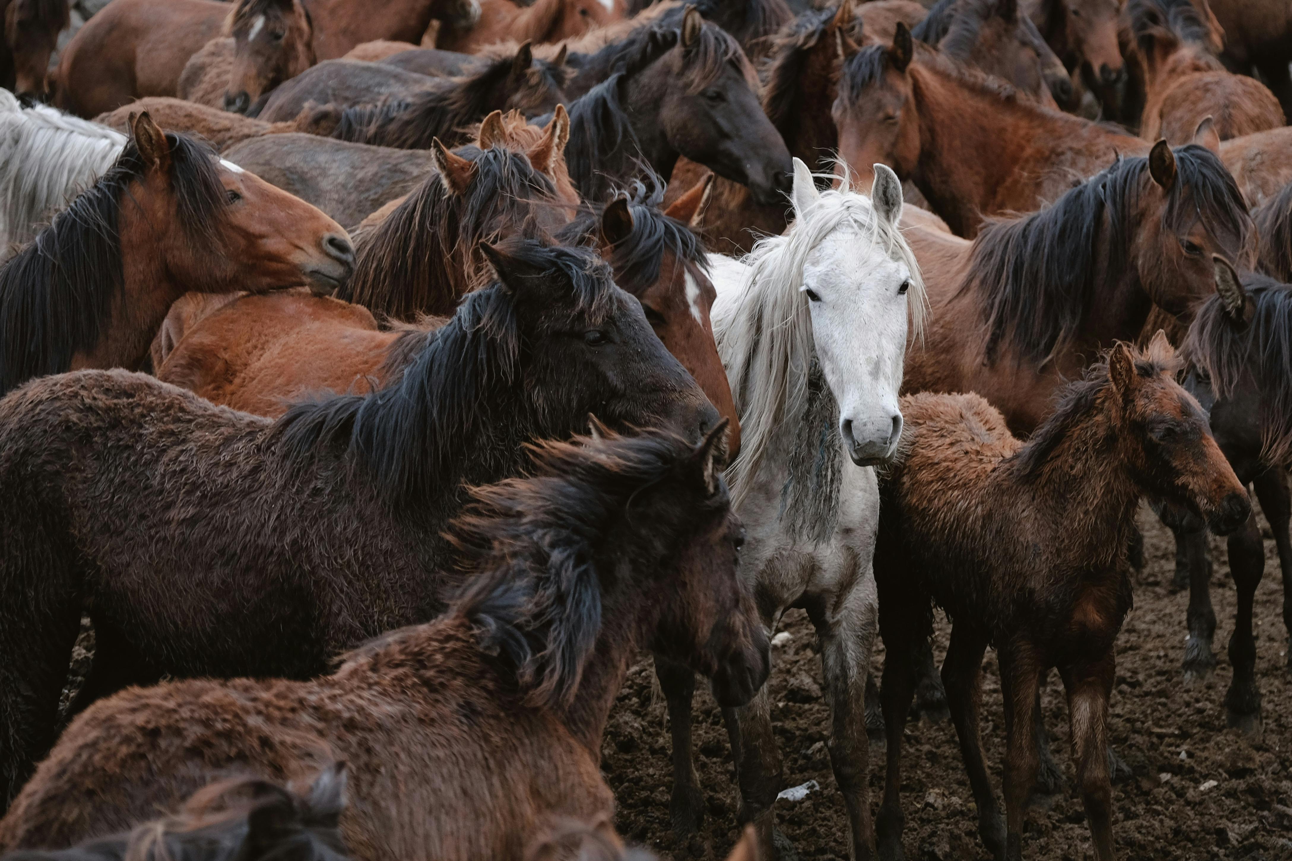 A captivating herd of wild horses showcasing diversity and natural beauty.