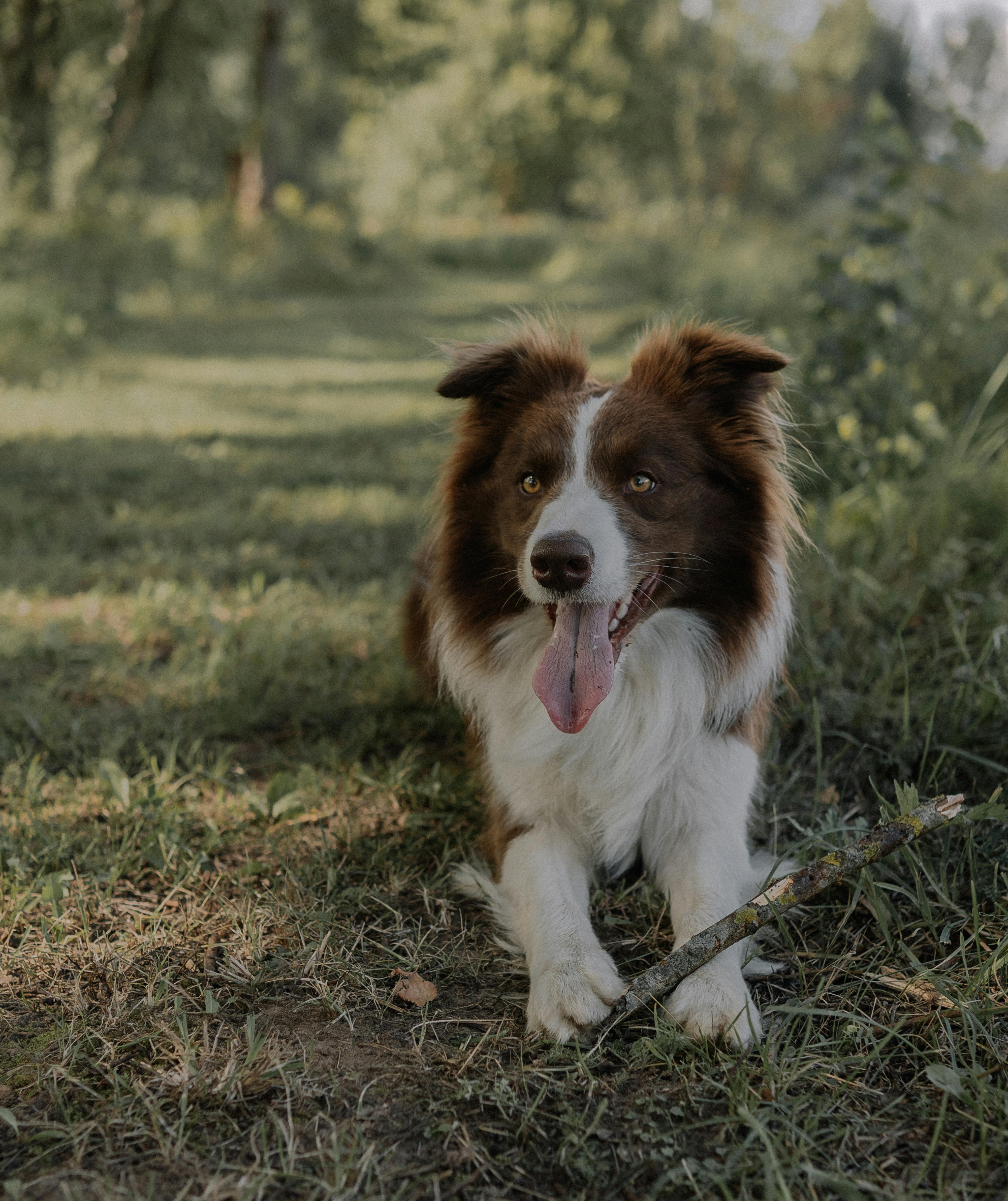 Dog with Headphones · Free Stock Photo