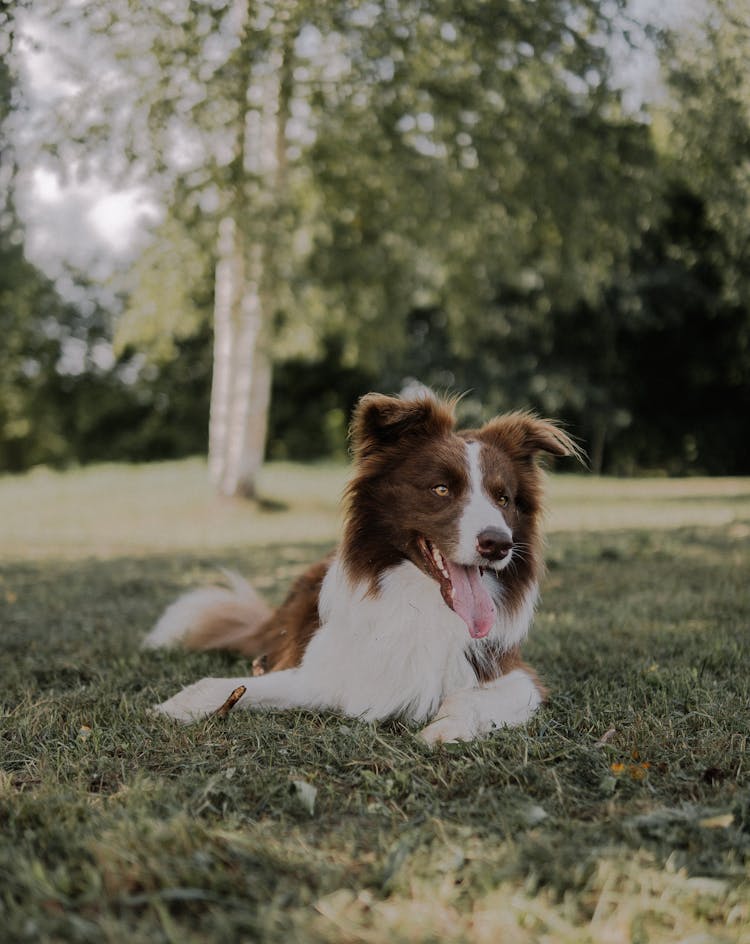 Funny Dog Lying On The Grass