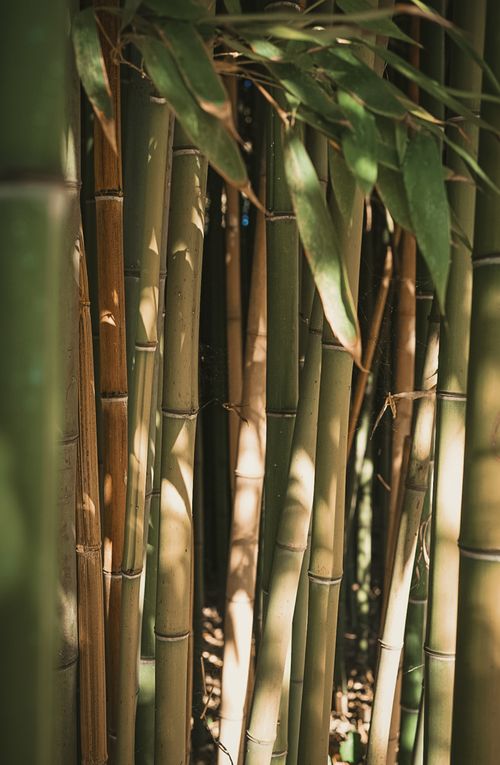 Free Sunlight filters through lush bamboo stalks in a vibrant forest environment, creating a serene natural scene. Stock Photo