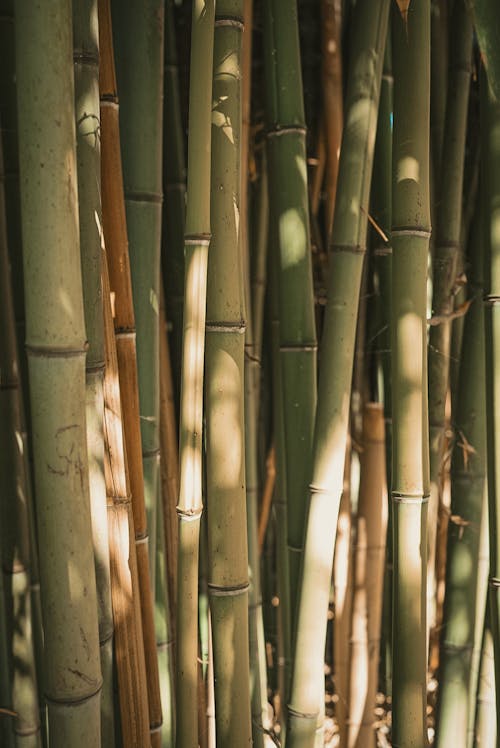 Wall of Bamboo Sticks