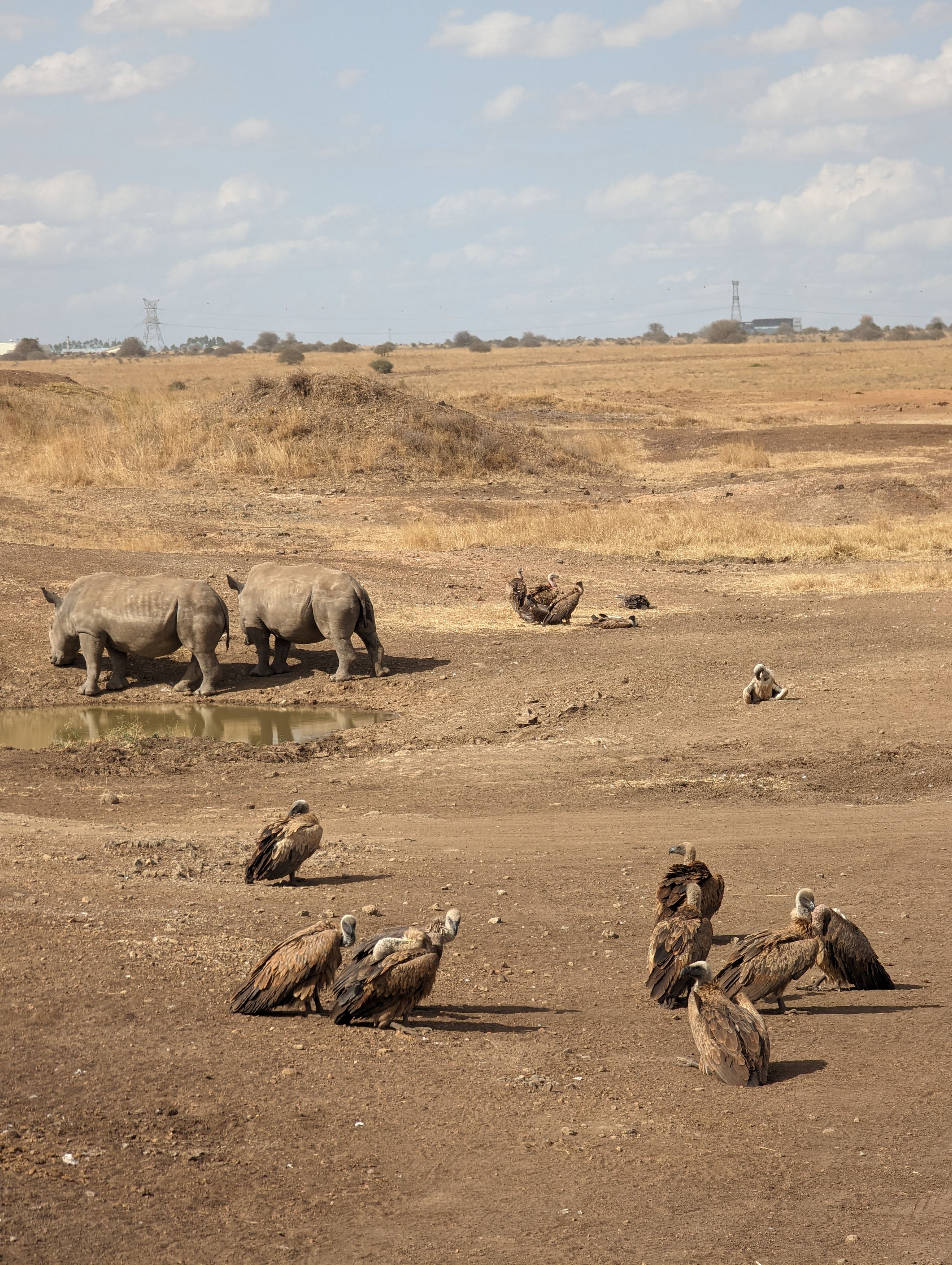 Wildlife scene of rhinos and vultures in the African savanna, showcasing arid landscape.