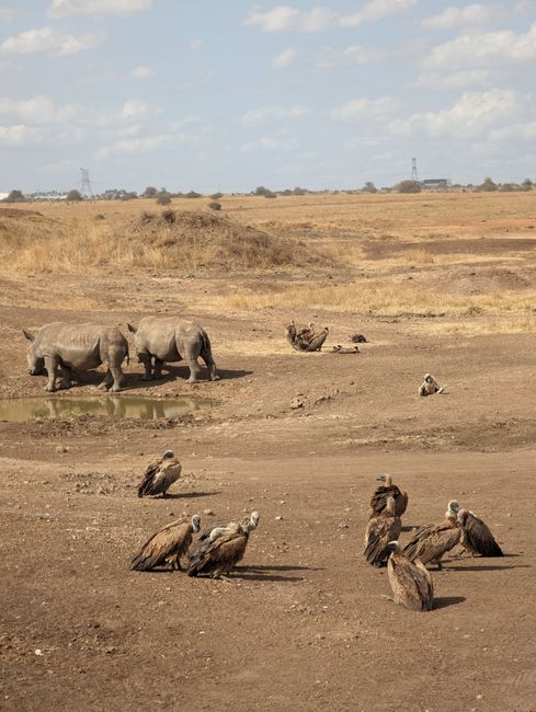 Wildlife scene of rhinos and vultures in the African savanna, showcasing arid landscape.