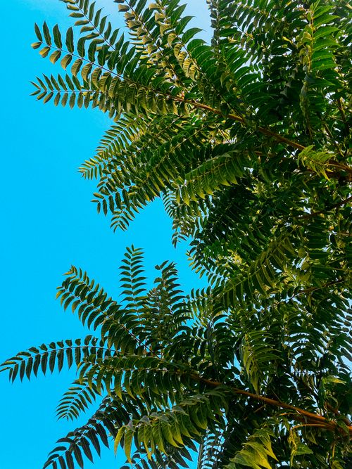 Free Vibrant green leaves captured in a vertical shot against a vivid sky. Stock Photo