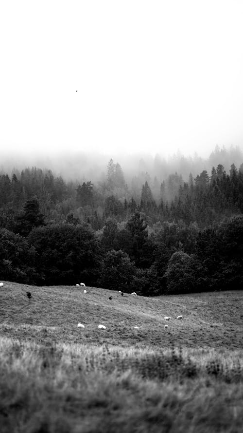 Foto stok gratis hitam & putih, hutan, kabut