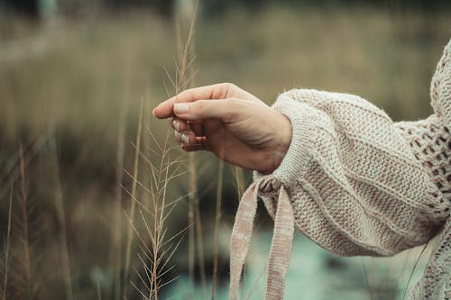 Person Holding Dried Plant