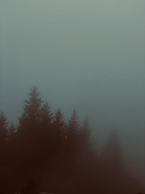 Overcast over Trees in Forest