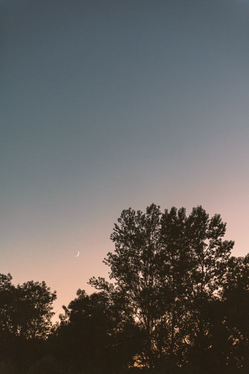 Free Peaceful sunset scene with a crescent moon and silhouetted trees against a clear sky. Stock Photo