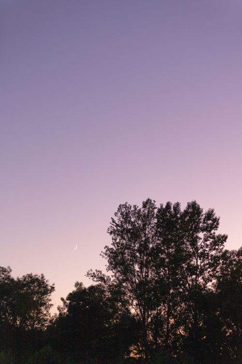 Free Serene twilight with a crescent moon above silhouetted trees against a soft purple sky. Stock Photo