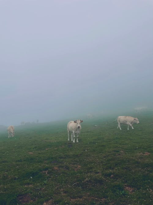 Foto stok gratis fotografi binatang, kabut, rumput