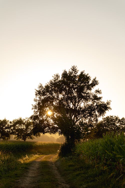Fotos de stock gratuitas de árbol, camino de tierra, luz del sol
