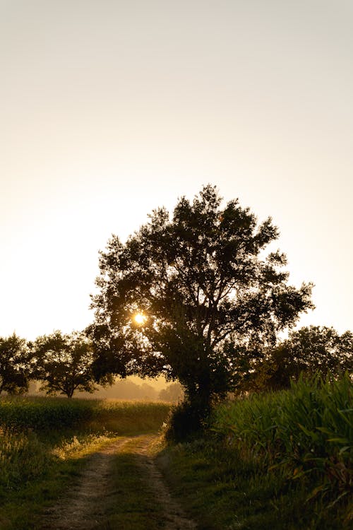 Tree by Dirt Road at Sunset