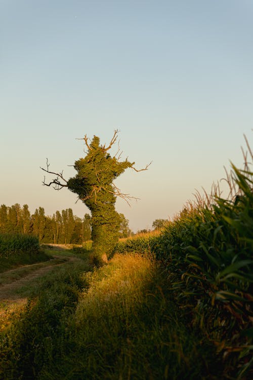 Darmowe zdjęcie z galerii z droga polna, drzewa, pionowy strzał