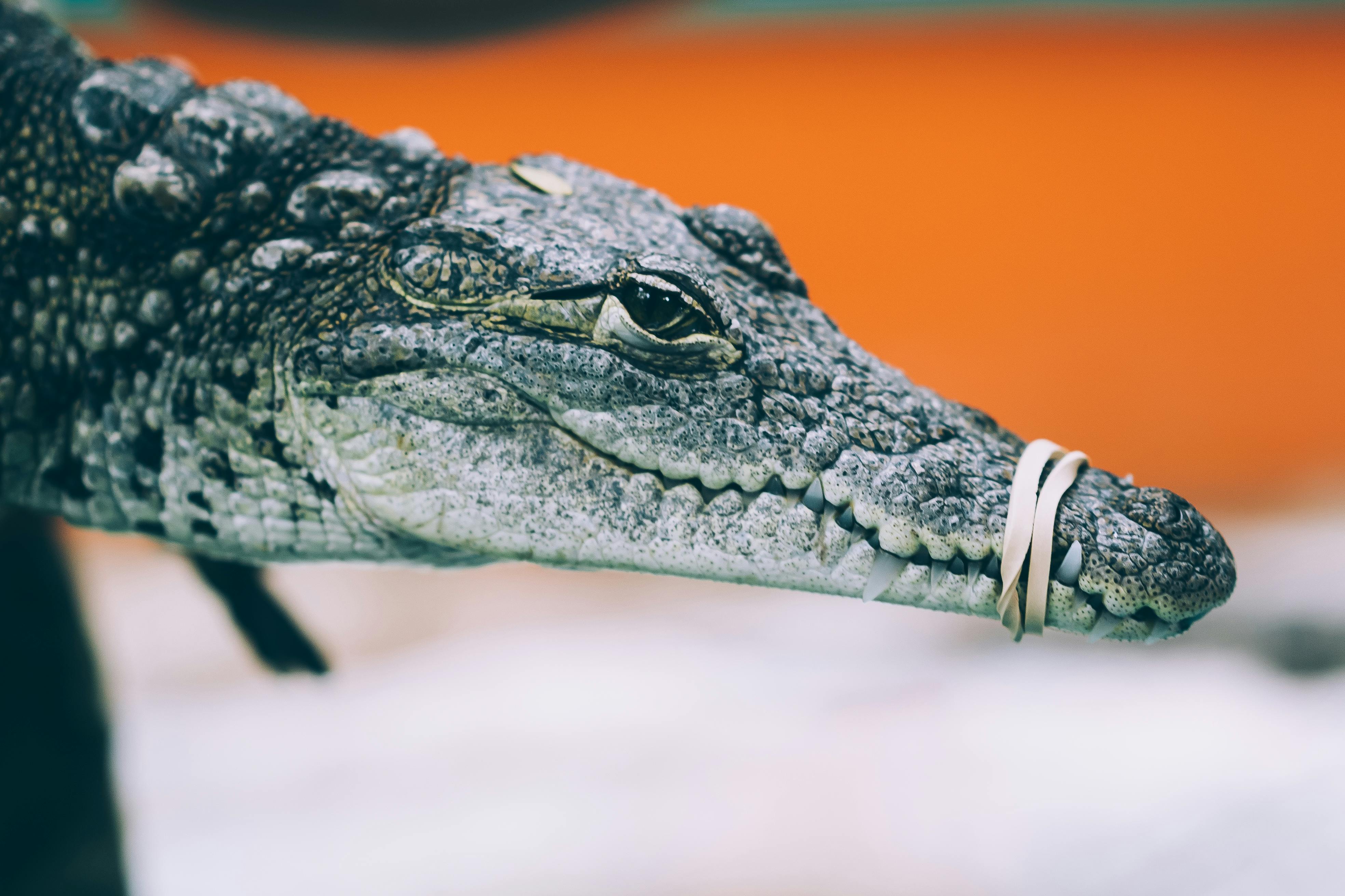 close up photo of crocodile