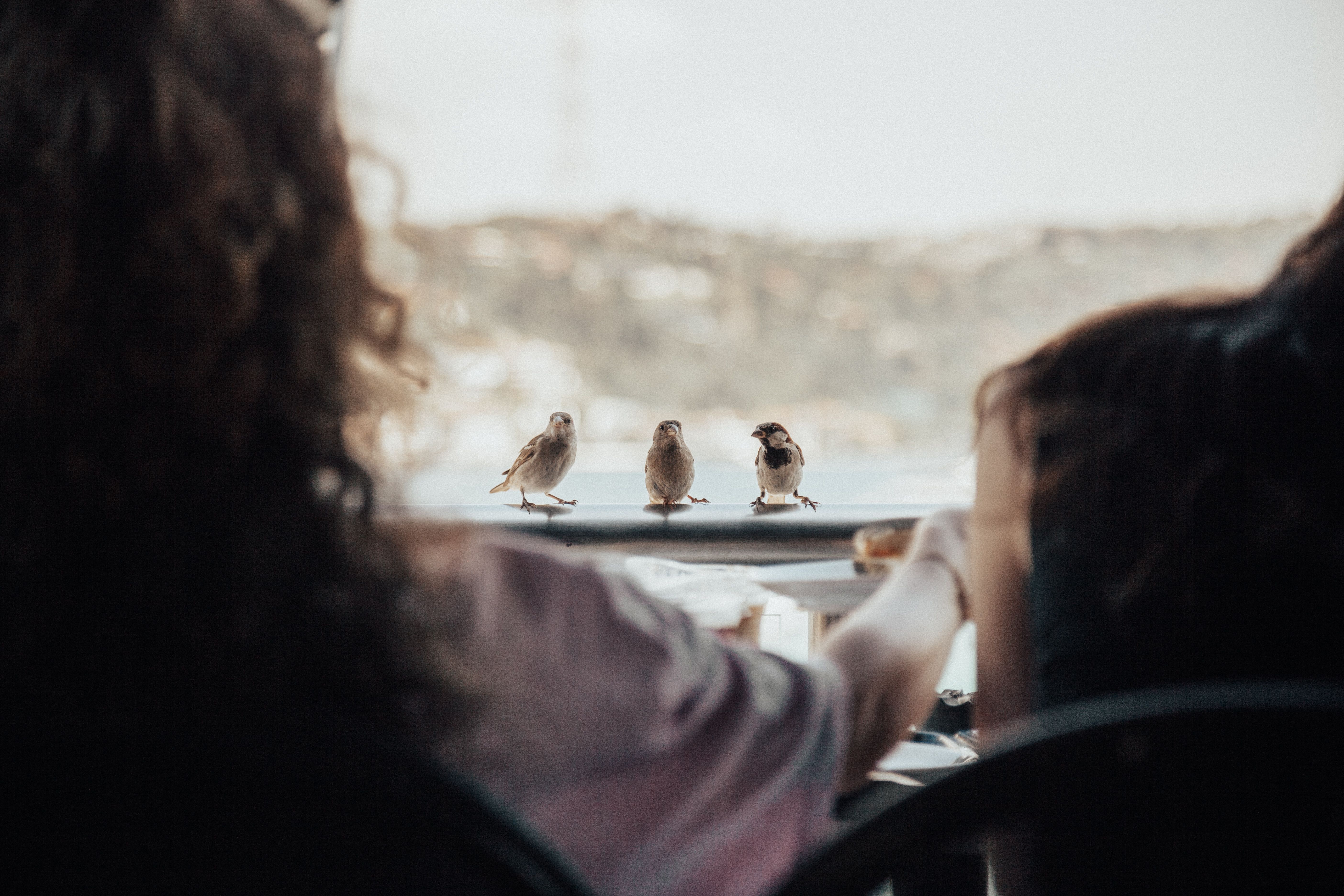Cute Three Sparrows · Free Stock Photo