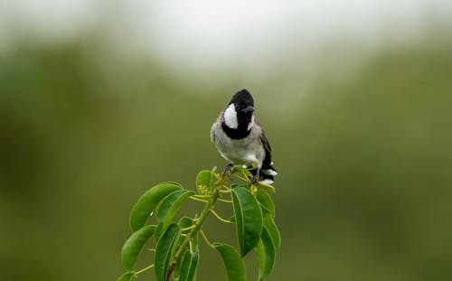Bird Sitting on a Branch in a Forest