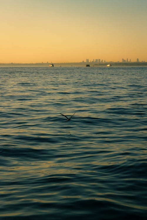 Bird Flying over Sea with City behind at Sunset