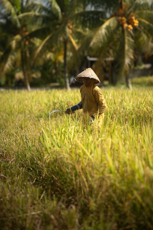 Fotobanka s bezplatnými fotkami na tému ázijský, dedinský, farmár