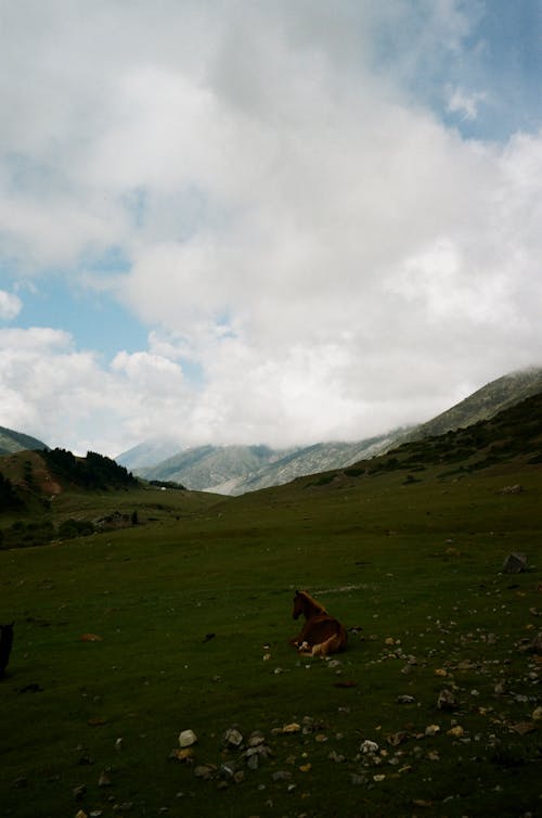 Základová fotografie zdarma na téma fotografování zvířat, hory, krajina